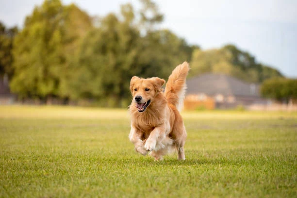 A golden retriever running across a sunny park