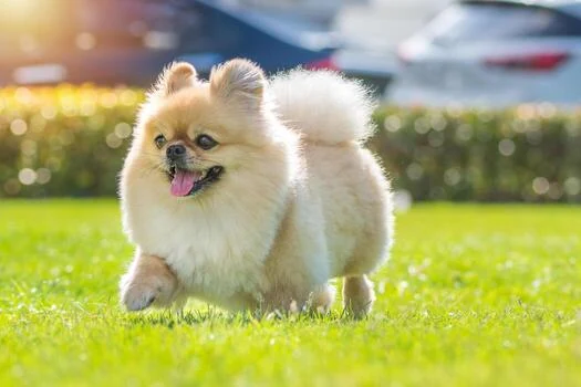 A fluffy Pomeranian running across a sunny lawn